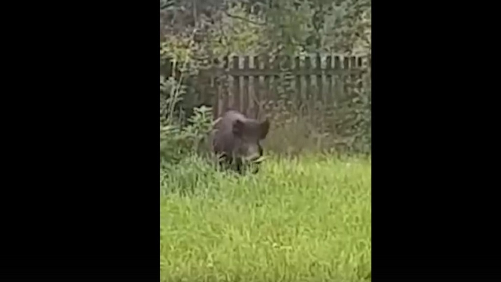 Идут дальше из кустов кабан выходит. Медведь кричит. Медведь из кустов. Медведь из кустов. Кабаны напали на грибников.