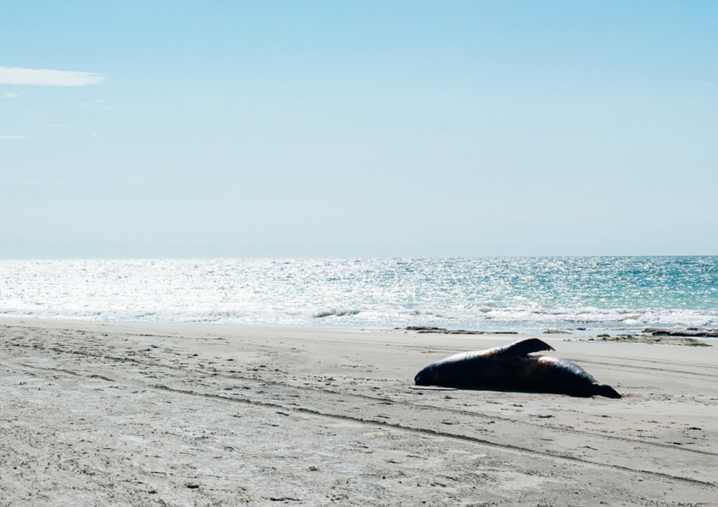 На побережье Каспия обнаружены десятки мертвых тюленей