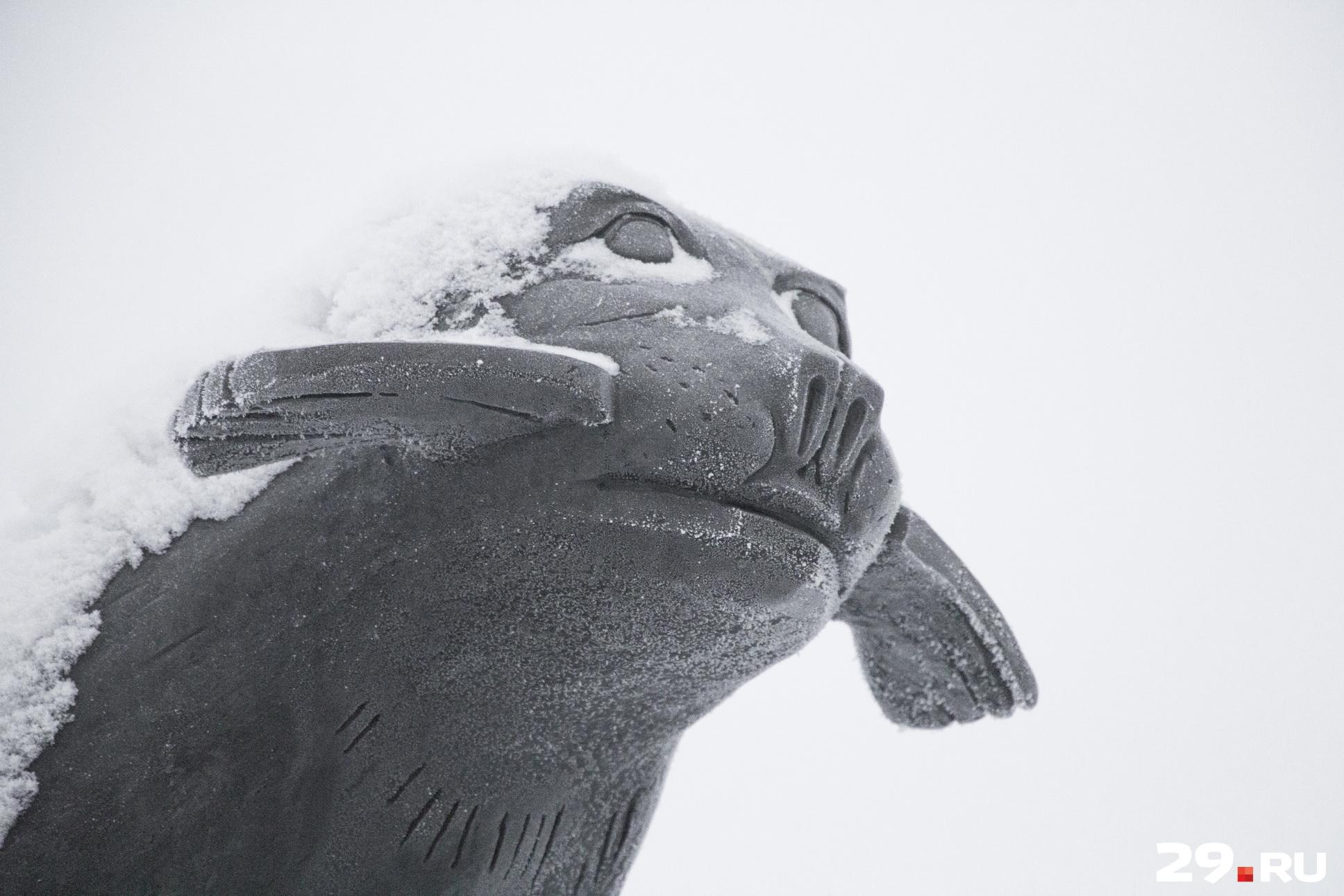 В Архангельске, кстати, стоит памятник тюленю, который помог жителям города выжить в военные годы