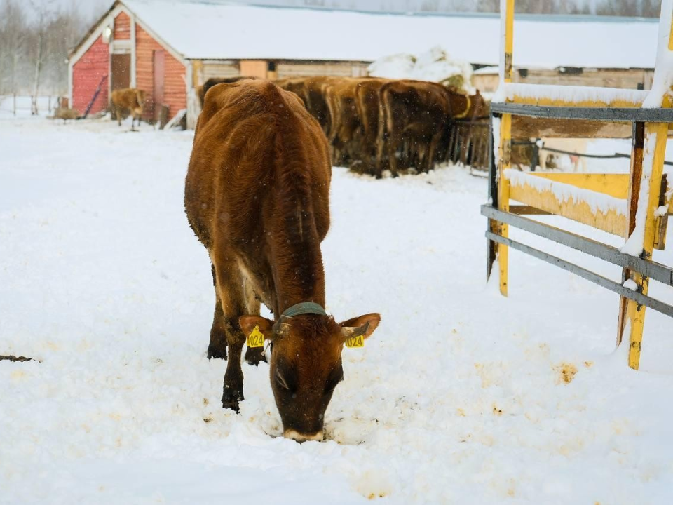 От «танцующих коров» к фестивалю: чем удивят фермеры в Орехово-Зуеве