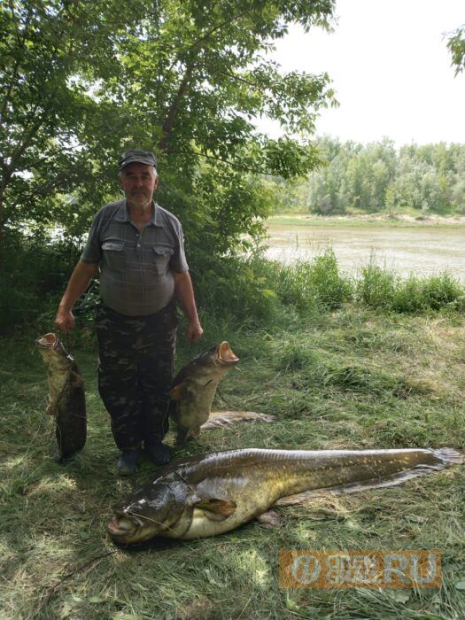 Самый большой сом пойманный на волге