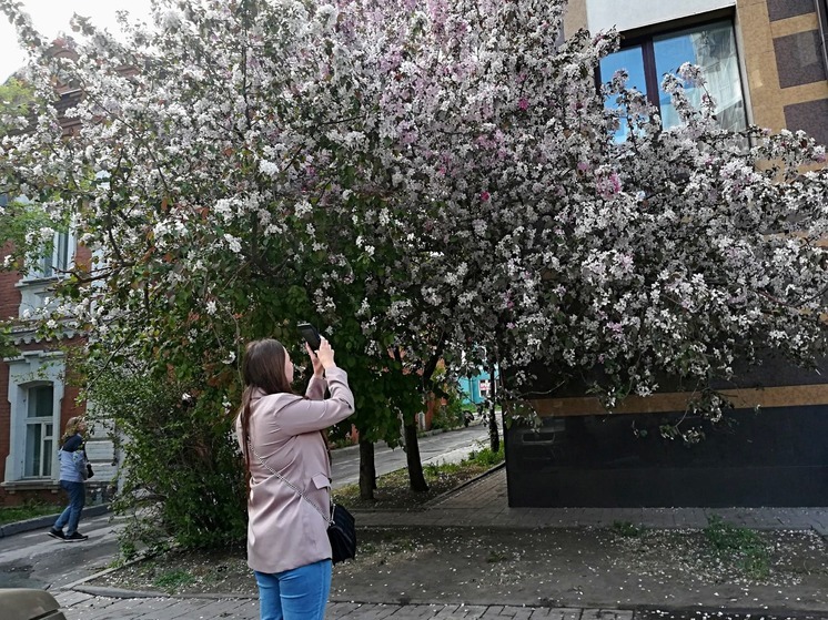 Новосибирцы выстроились в очередь на фотосессию у розовой яблони в Тихом центре