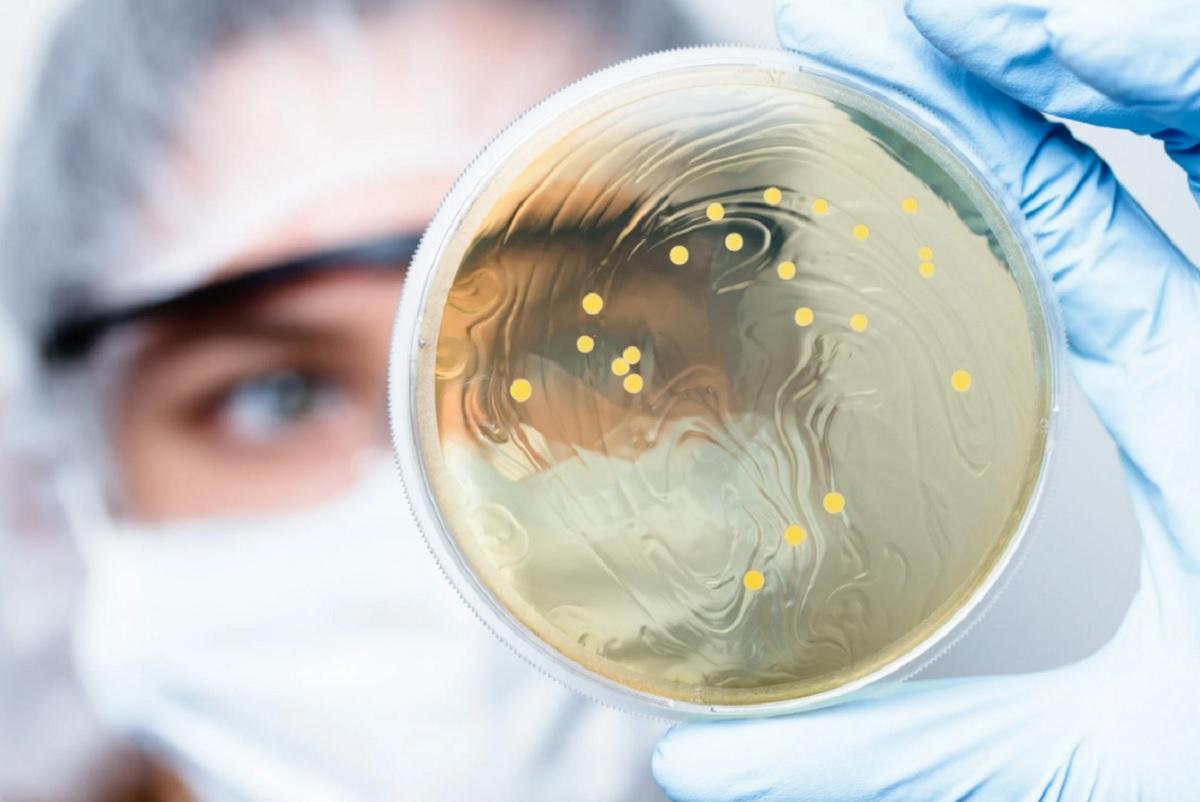 «Тихие» мутации помогают бактериям вырабатывать резистентность к антибиотикам