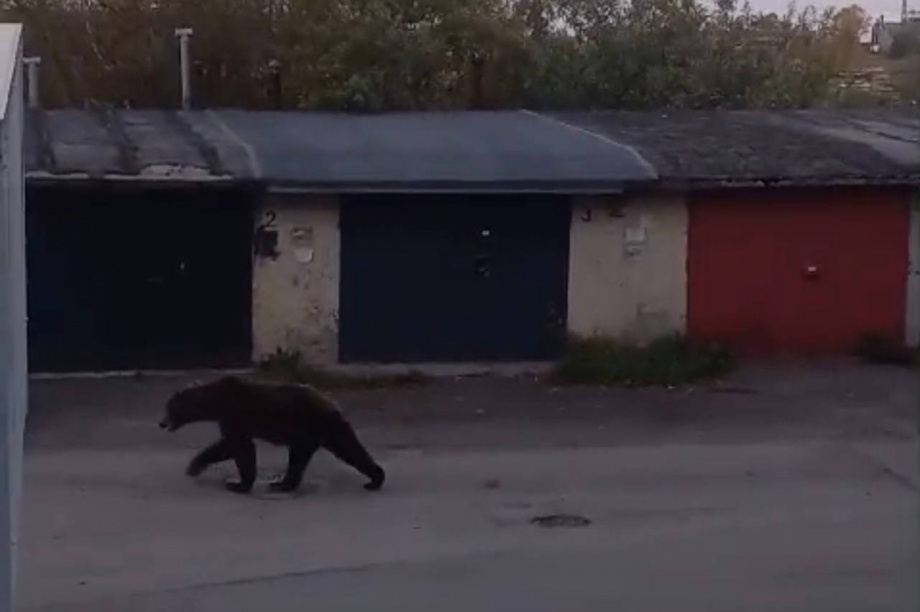 Нашествие: Медведей снова видели в разных районах Петропавловска. Фото: соцсети. Фотография 2