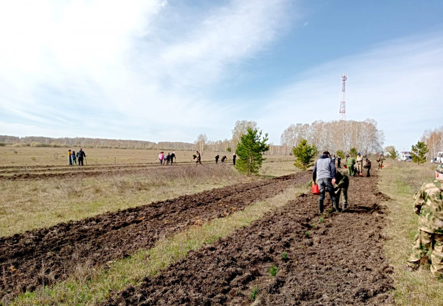 «Алтайэнергосбыт» провел весеннюю акцию «Кедры в добрые руки».