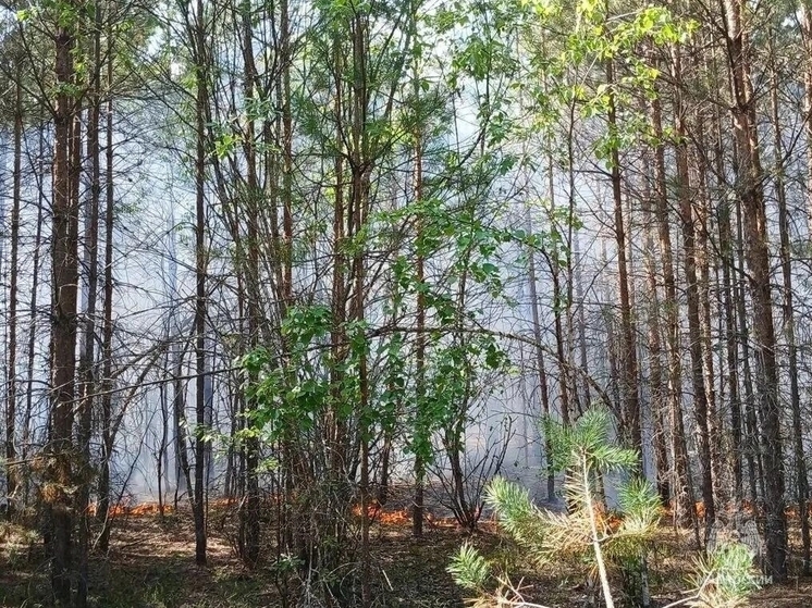 В калужском Куйбышевском районе ликвидируют лесной пожар на площади 1,5 га