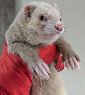 Саратовские волонтеры спасли выброшенного хорька