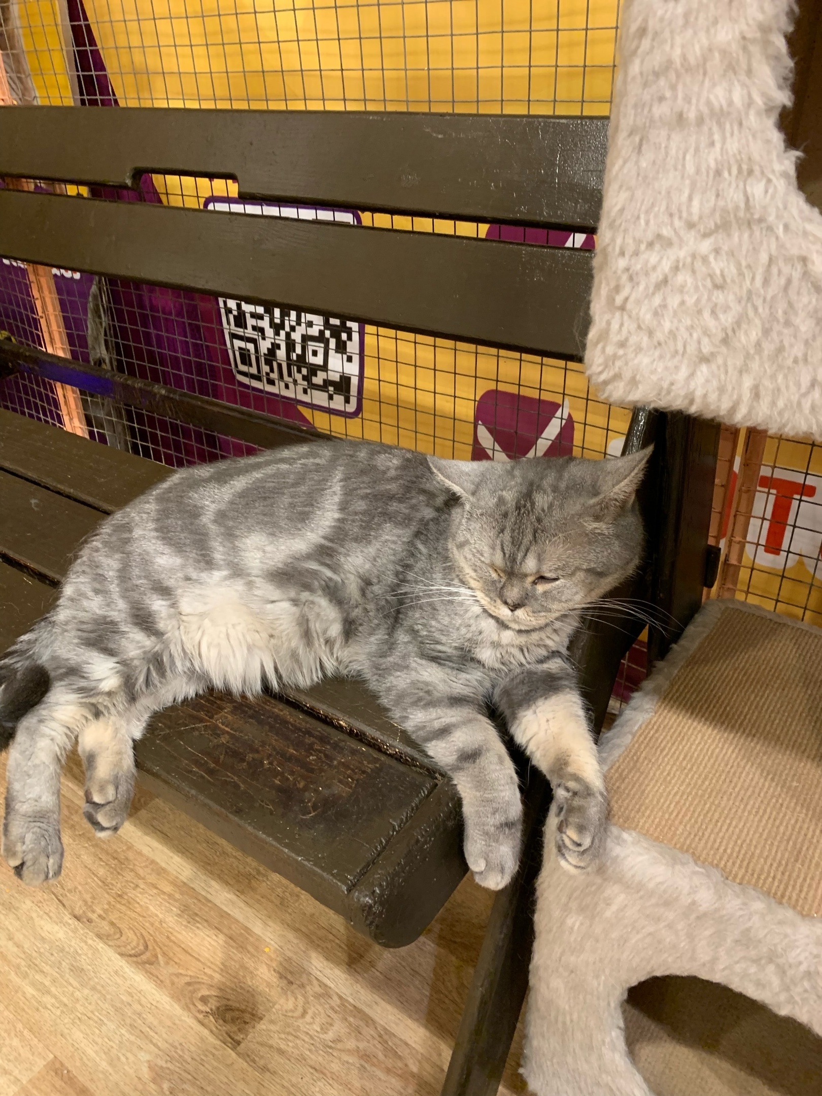 Мурляндия смоленск выставка. Мурляндия ульяновск. Мурляндия смоленск выставка. Страна мурляндия кошек. Мурляндия выставка кошек.