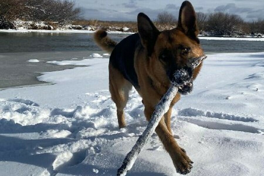 В Приамурье вакцинировали почти 20 тысяч собак и 9 тысяч кошек От чего защищают четвероногих 