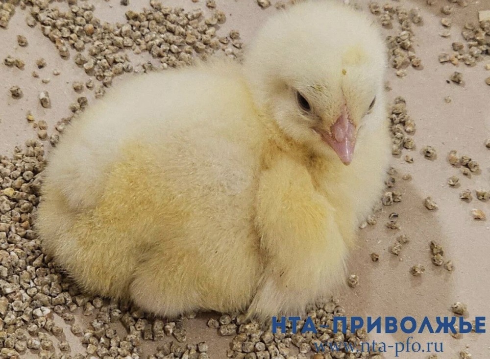 Вакцинация домашней птицы началась в Кировской области