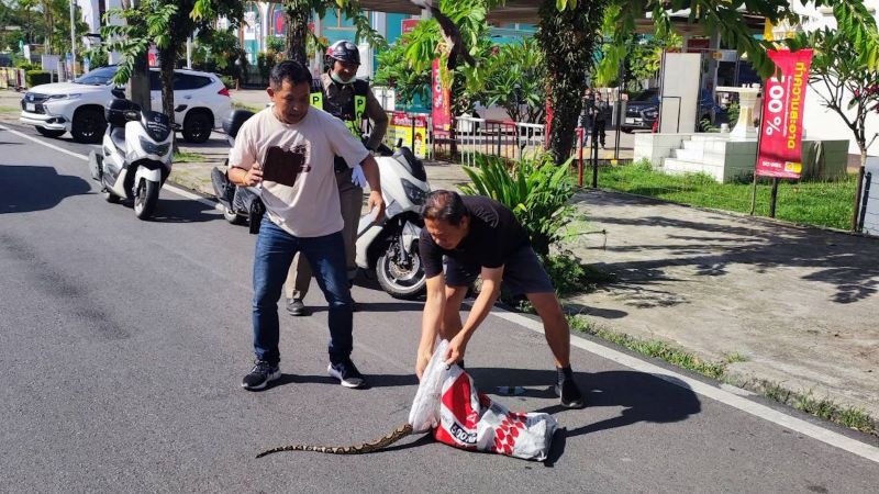 Python road. Road Traffic.