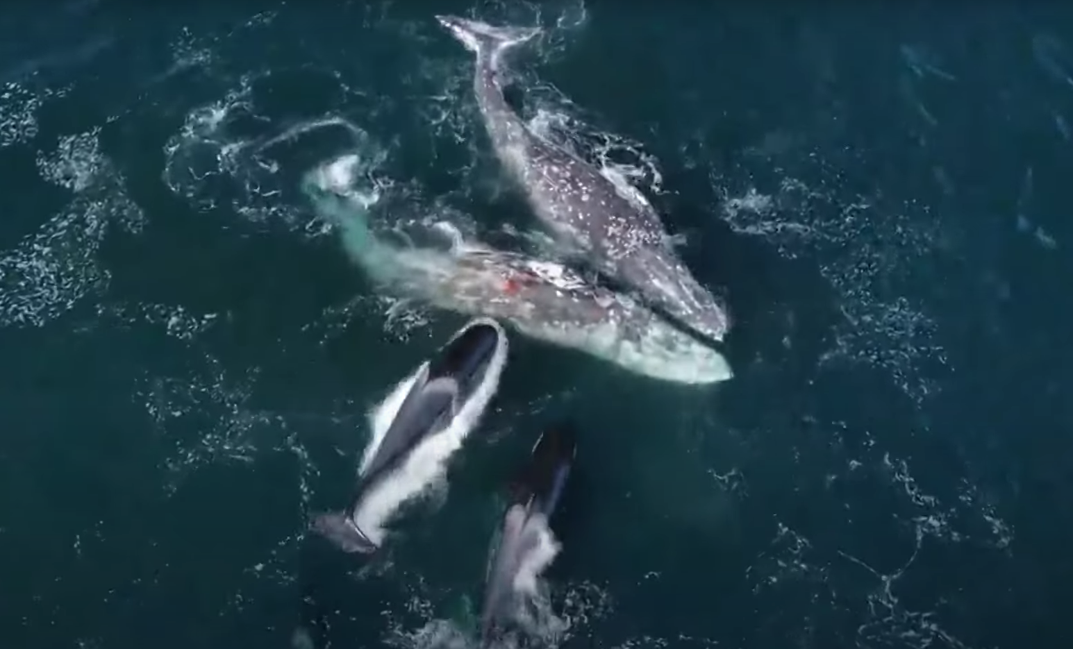 Orcas cazando tiburón blanco