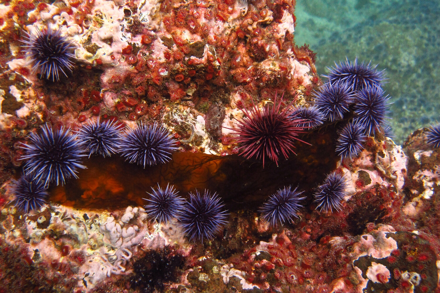 морской еж в красном море