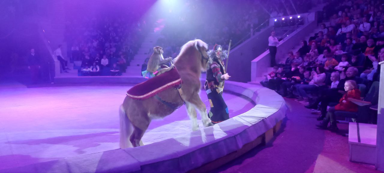 Тульский цирк новый год. Тульский цирк новогоднее представление. Цирк тула зал. Самый добрый новый год цирк тула. Великое невероятное шоу.