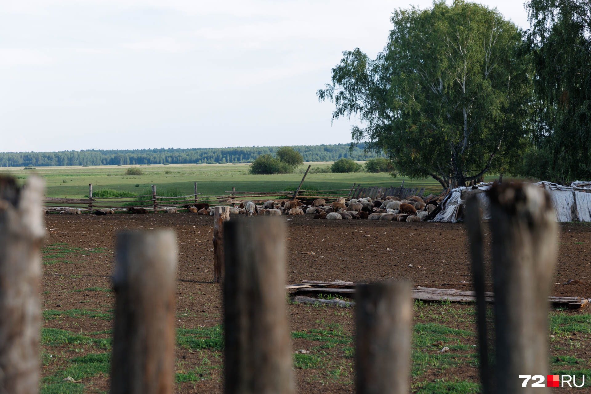 Территория, где пасутся бараны. Она огромная