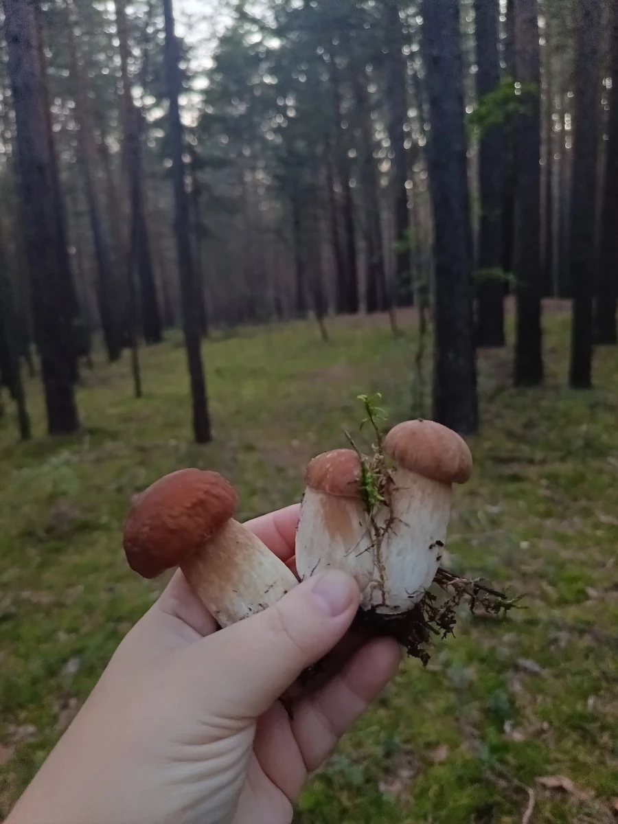 Грибы