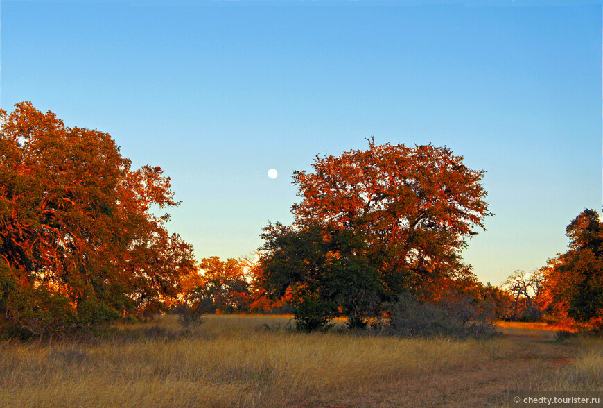 Жизнь на опушке леса