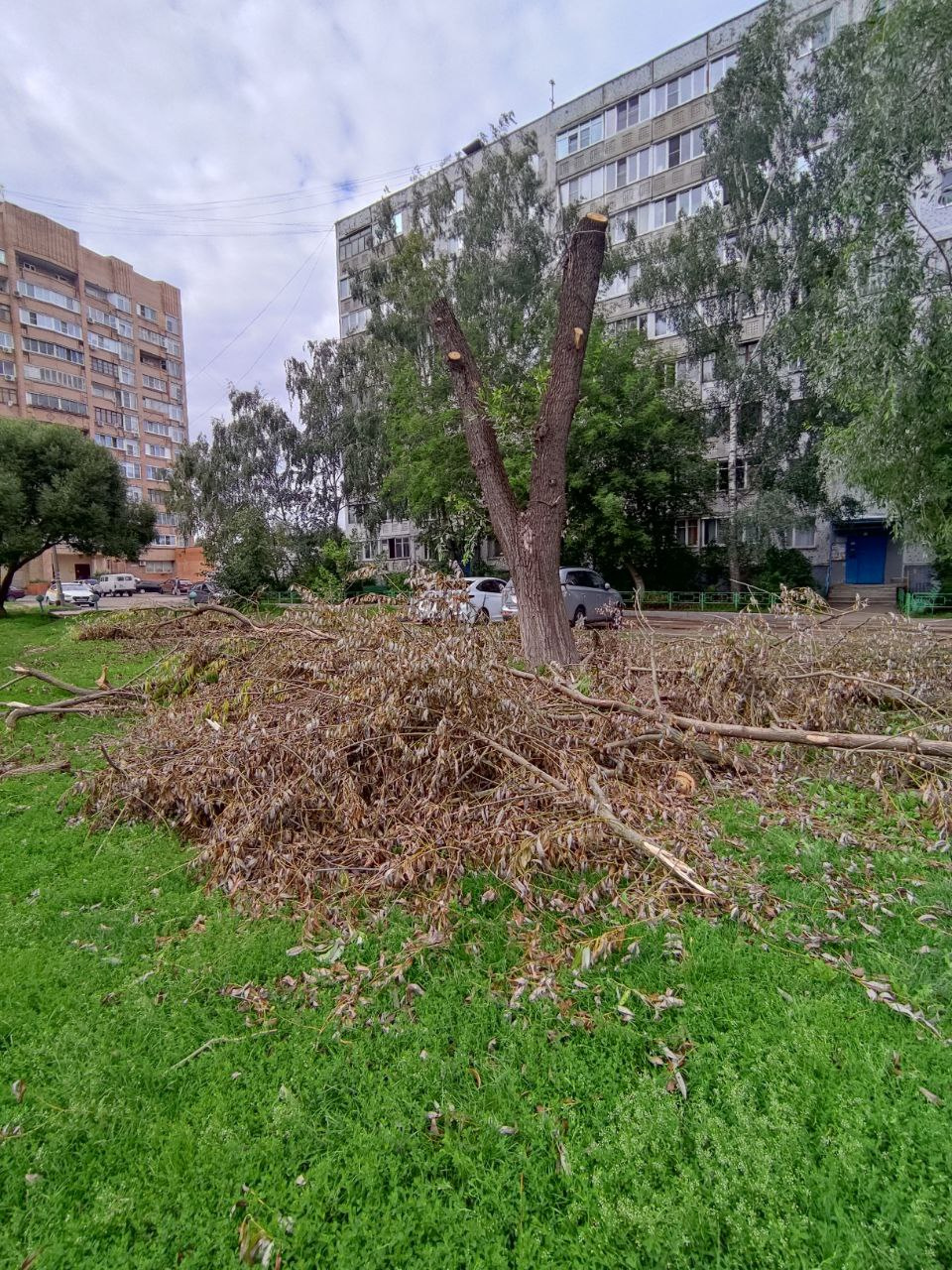 Ураган в Москве (2017). Ураган в Москве. Ураган в Москве 2001. Сильный ветер деревья.