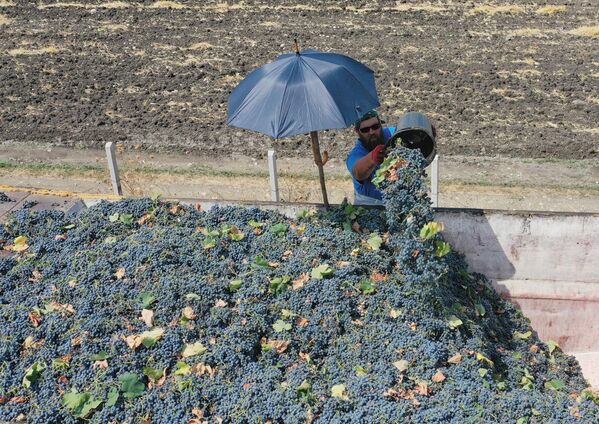 Ртвели проходит довольно активно в регионе Кахети на востоке Грузии - Sputnik Грузия