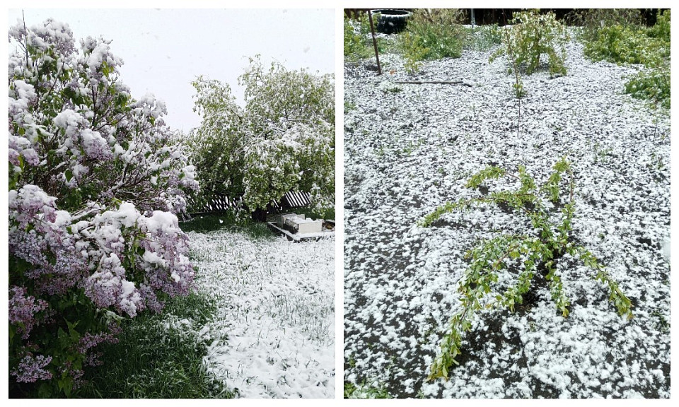 Несколько районов Новосибирской области 25 мая завалило снегом
