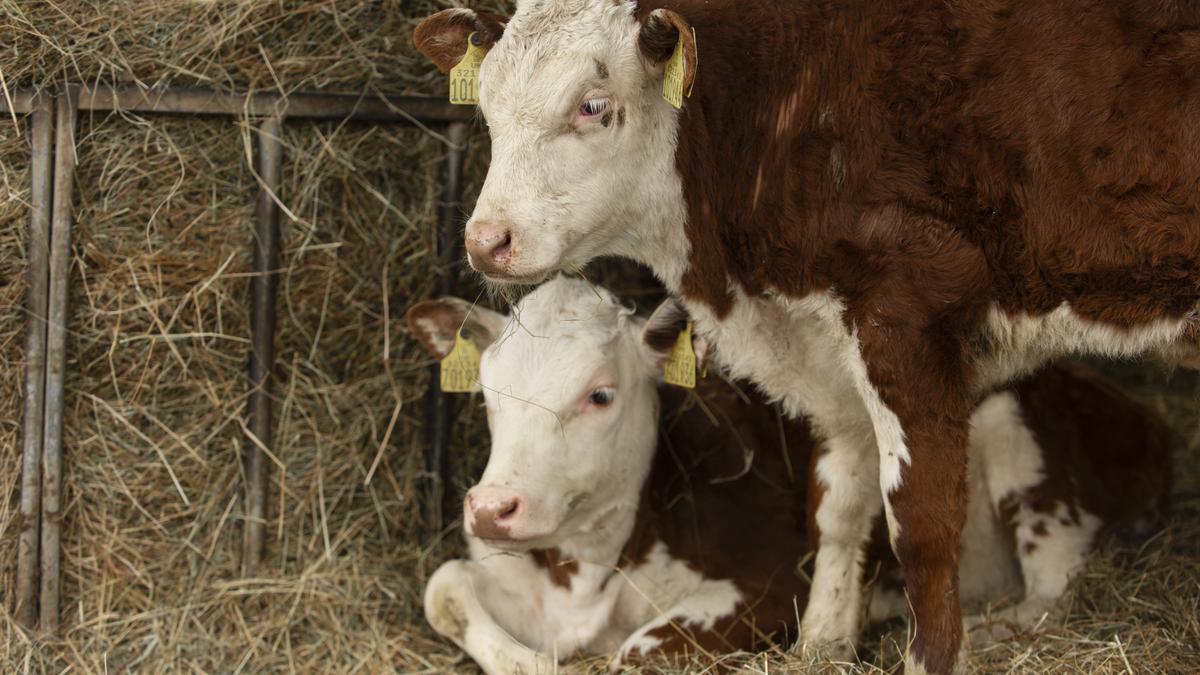 Корова с телёнком