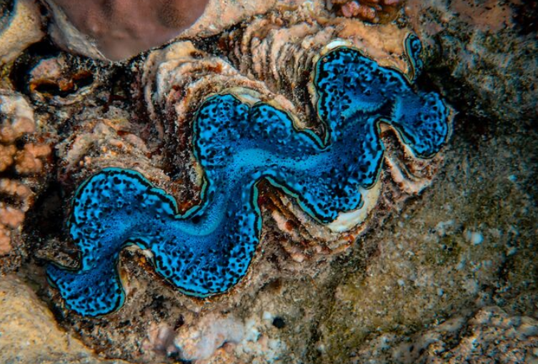 Ученые ищут новые виды моллюсков в океане с помощью японских энтузиастов