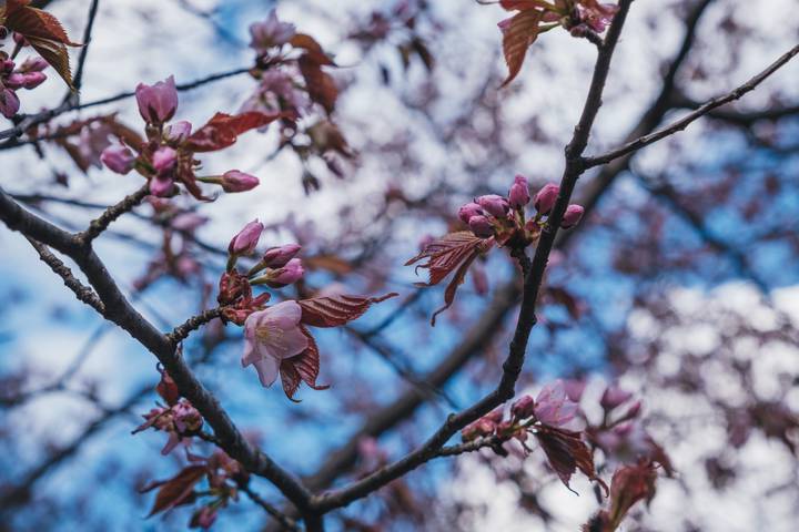 Москвичам рассказали о раннем цветении сакуры в Бирюлевском парке 