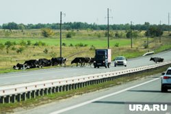 Бесконтрольный выпас провоцирует ДТП