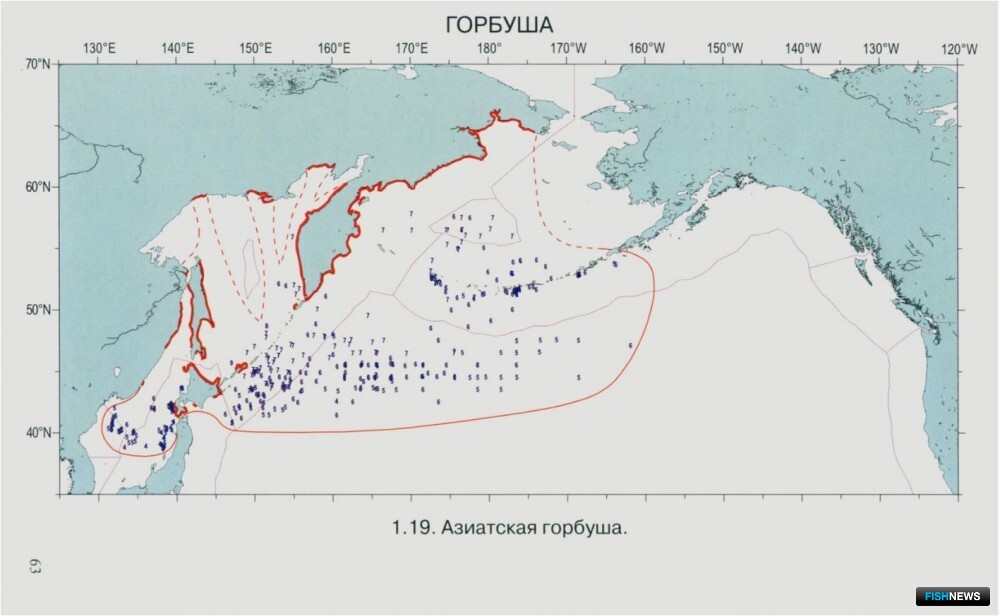 Район нагульных миграций и зимовки азиатской горбуши (выделен оранжевой линией) в северо-западной части Тихого океана