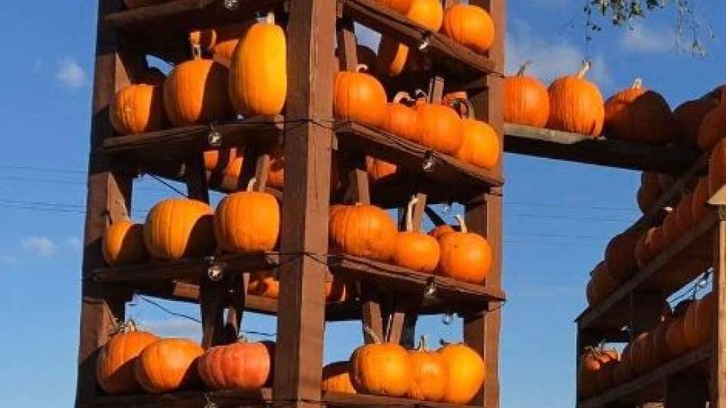 Кретинга - в тыквах 