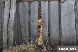 Собака напала на ребенка возле продуктового магазина