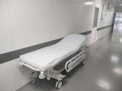 В Балаково врачи помогли 5-летнему ребенку и 81-летней пенсионерке после кошачьих укусов