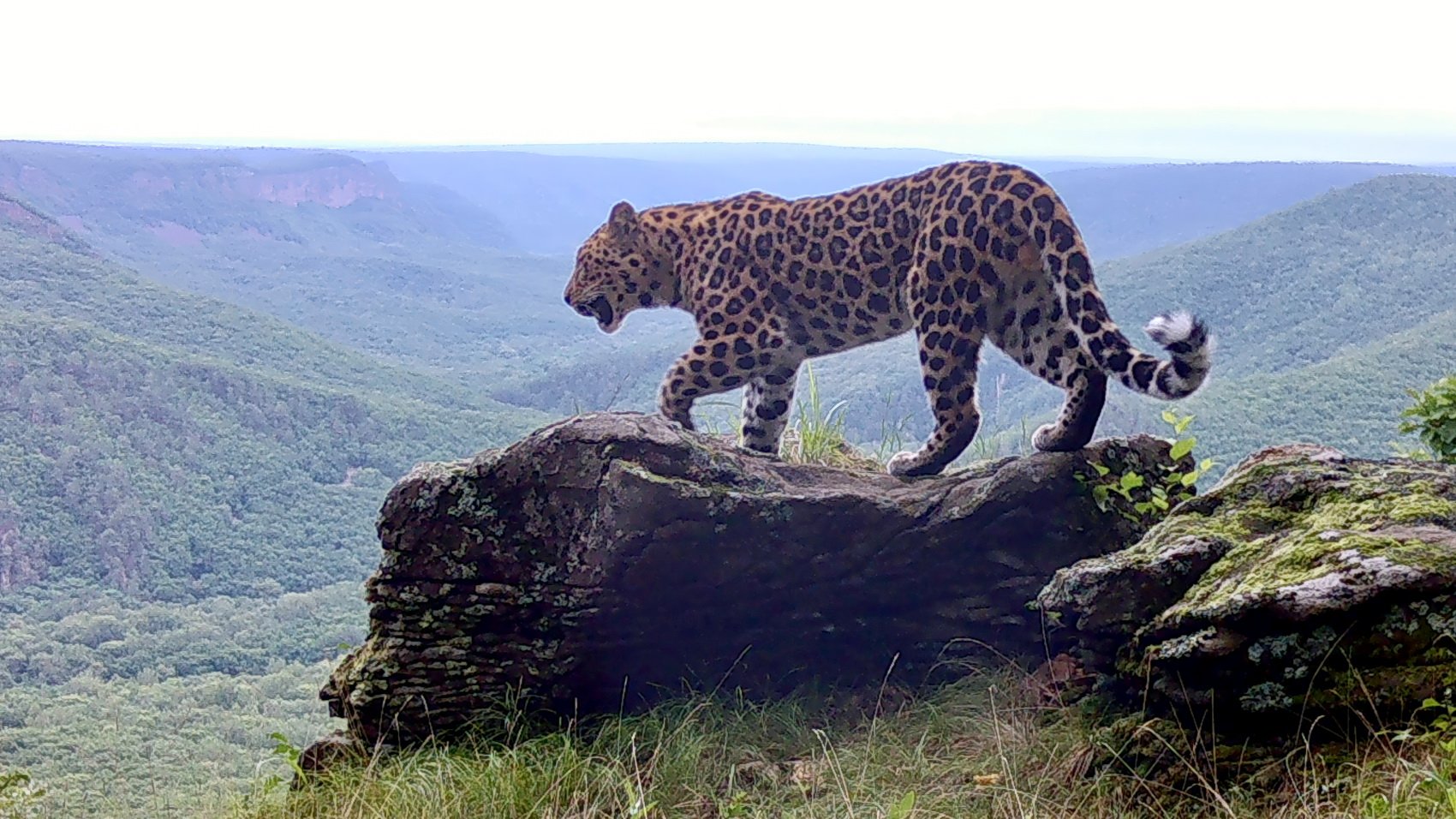 Фото: Фотоловушка «Земли леопарда»