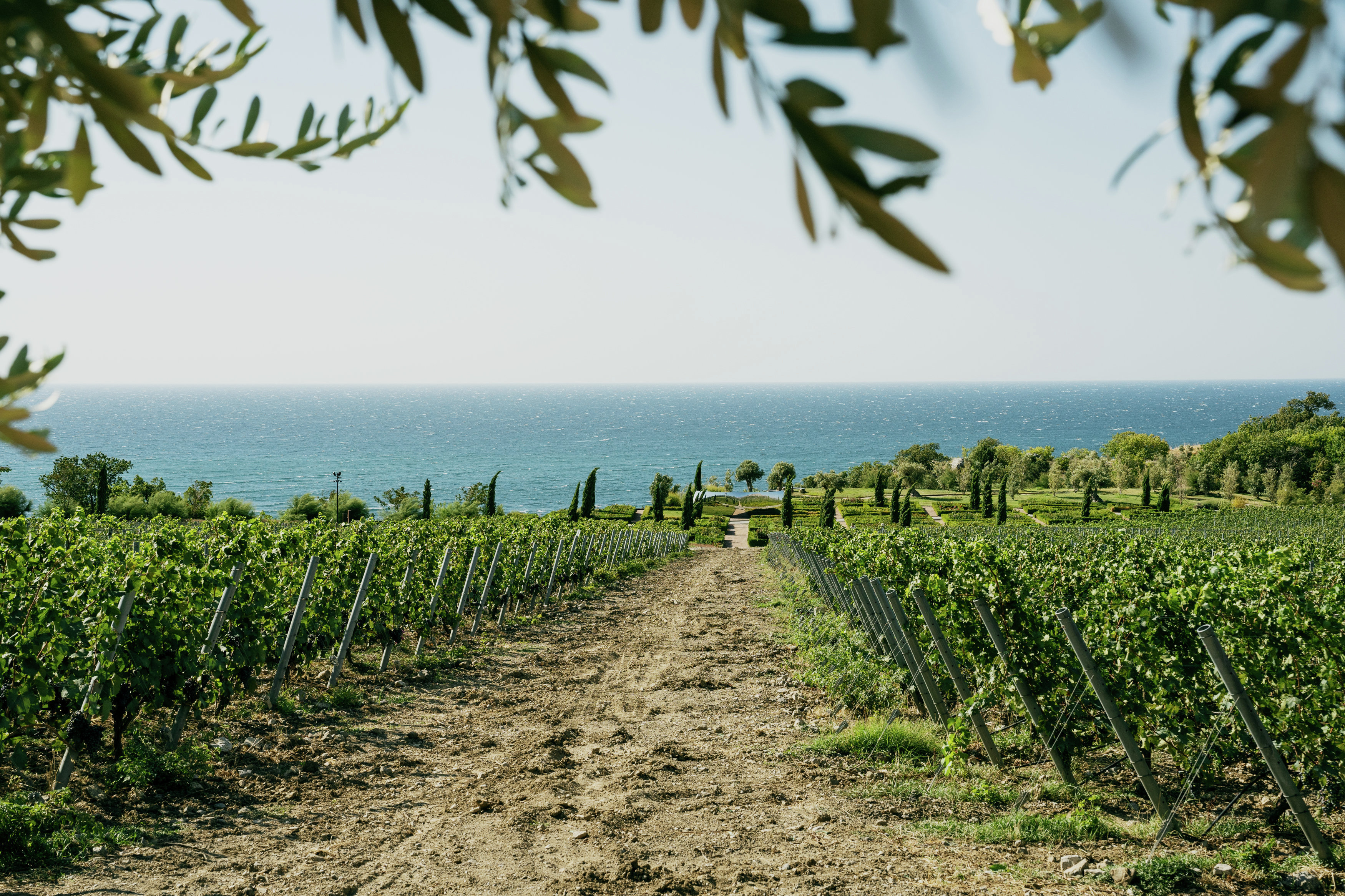 Виноградники в WINEPARK