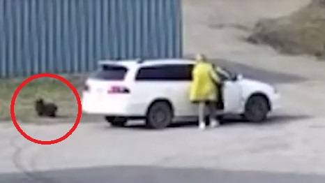 Сильная женщина оказала помощь и направила ветеринаров