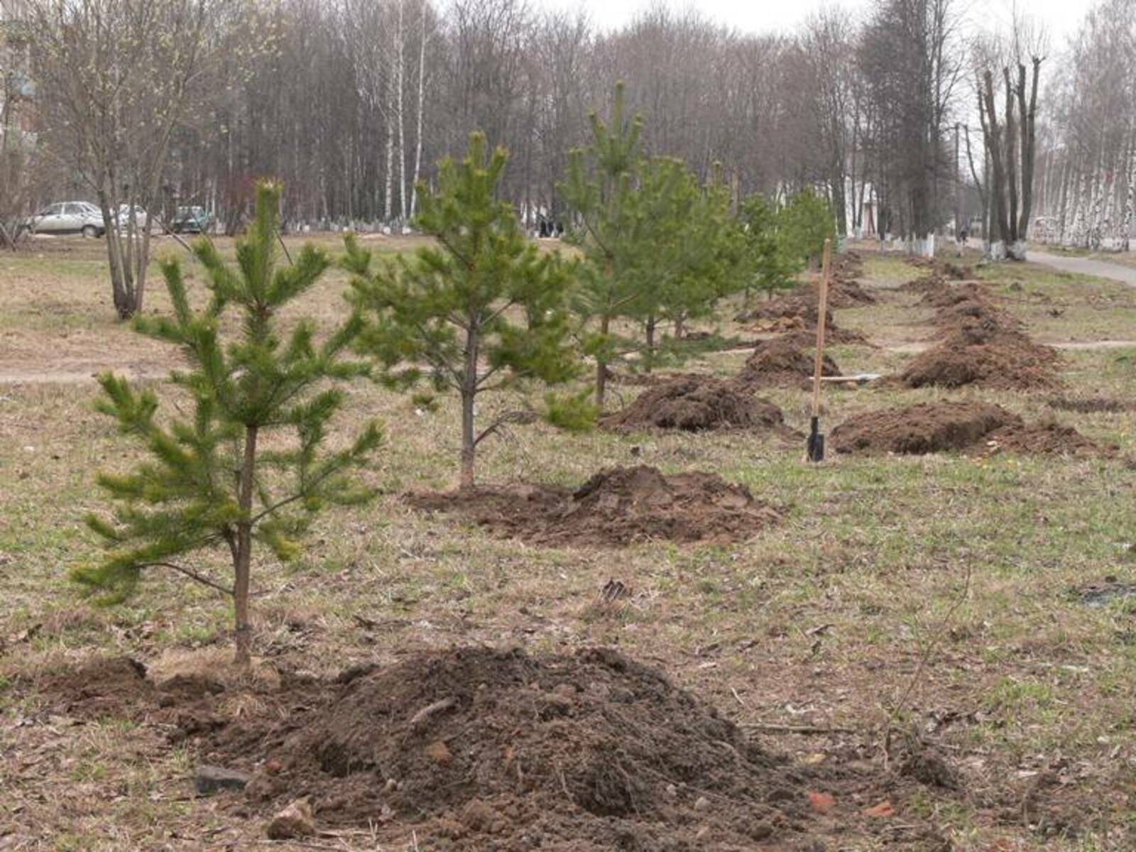 фото посадки деревьев на участке