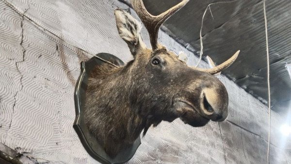 Самарский охотник заплатил 136 тысяч за незаконный отстрел косули