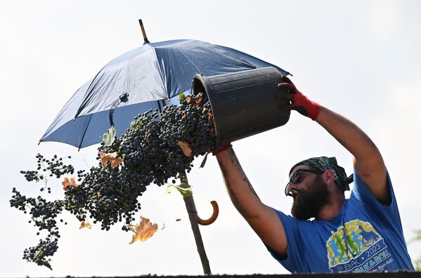 Однако теперь решено, что такие субсидии выделяться уже не будут, а остатки винограда закупит госкомпания - Sputnik Грузия