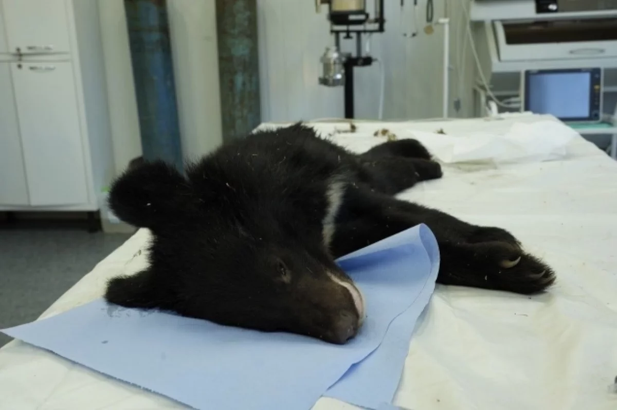 Её вес составляет лишь 8 кг