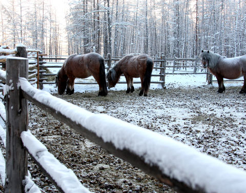 Зимовка скота и лошадей проходит в штатном режиме