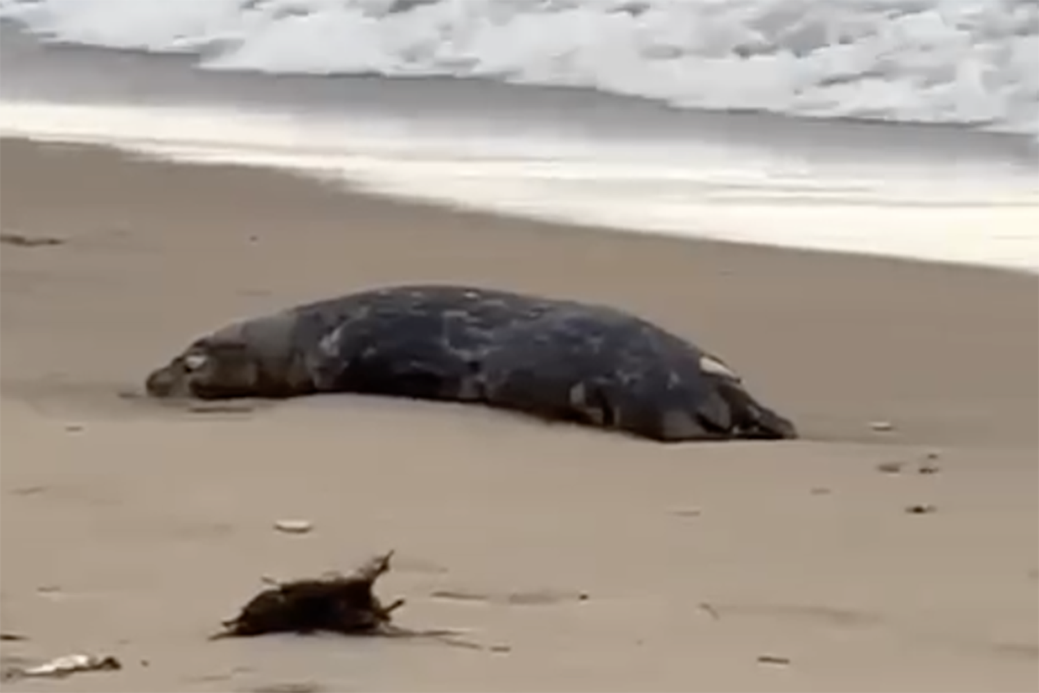 Тюлени в каспийском море