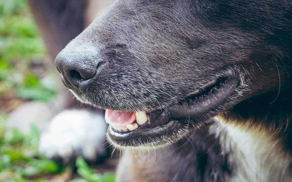 Снизилась на 43% заболеваемость бешенством в Воронежской области