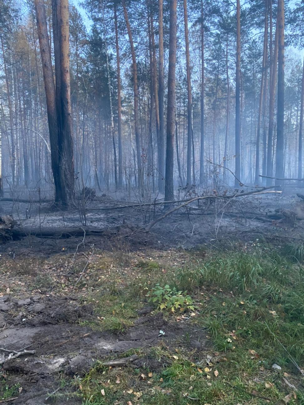 На территории Пензенской области ликвидирован лесной пожар