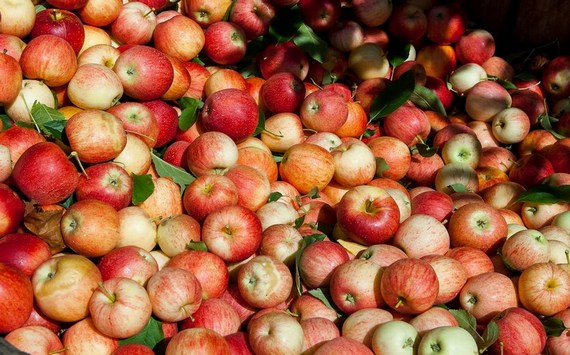 Фермер Чикобава: Саратовские яблоки не могут конкурировать с кавказскими