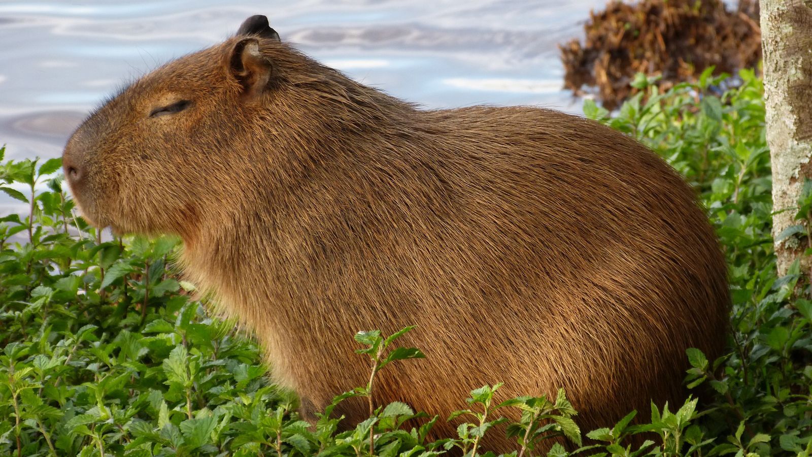 Грызун капибара. Большая морская свинка капибара. Капибара какой вид. Капибара альбинос. Капибара какой вид.