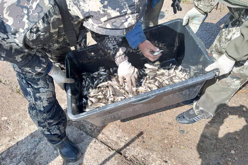 В Волгоградской области в водоем выпустили партию мальков
