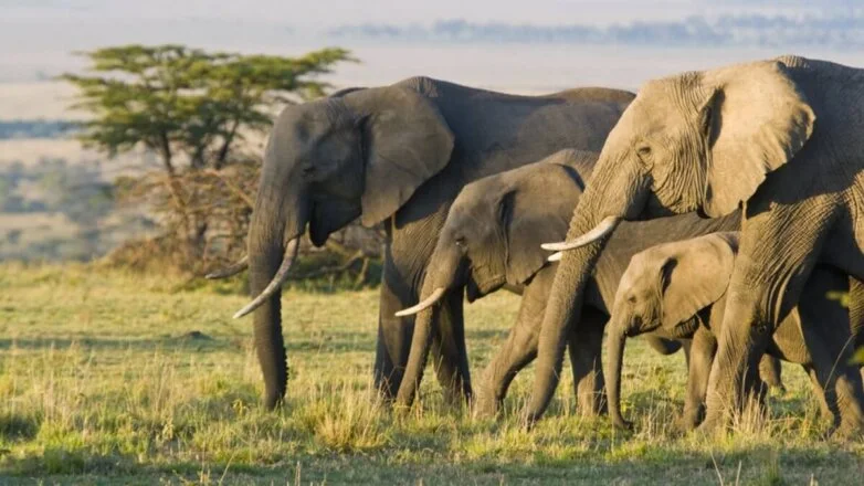 Африканские слоны один