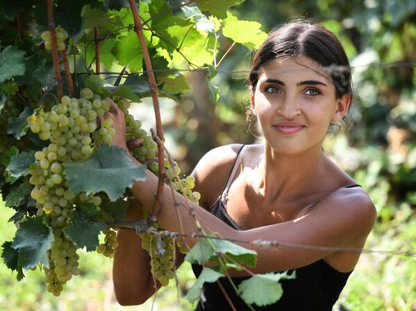 Урожай собирают сейчас в районах Дедоплисцкаро, Сигнахи, Гурджаани и Кварели - Sputnik Грузия