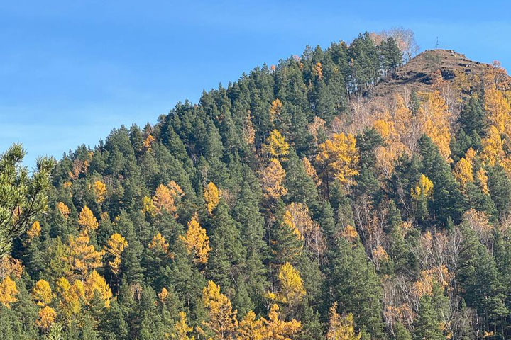 На дачах в Абазе медведь разворотил ульи - ситуация с хищниками серьезная