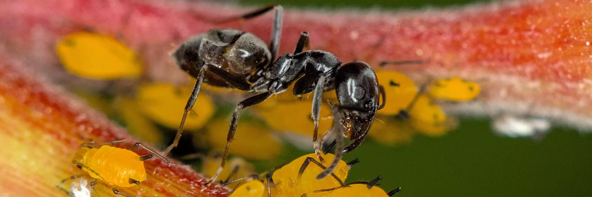 В Европе быстро распространяется инвазивный вид муравьев Tapinoma magnum: что о них известно